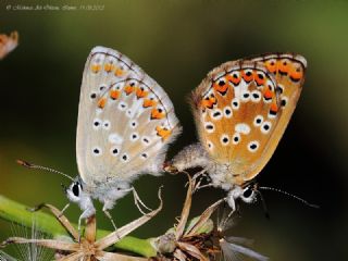 okgzl Balkan Mavisi (Aricia anteros )