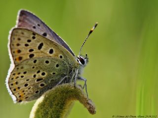 sli Bakr Gzeli (Lycaena tityrus)