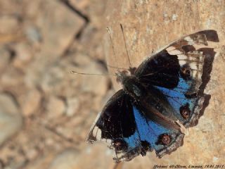 Dicle Gzeli (Junonia orithya)