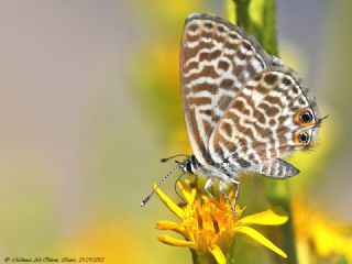 Mavi Zebra (Leptotes pirithous)