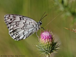 Anadolu Melikesi (Melanargia larissa)