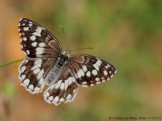 Anadolu Melikesi (Melanargia larissa)