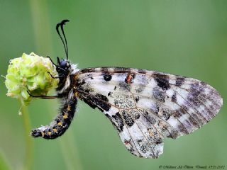 Orman Fistosu (Allancastria  cerisyi)