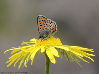 Akbes Gelincii (Tomares nesimachus)