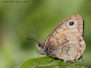 Seyit (Arethusana arethusa)