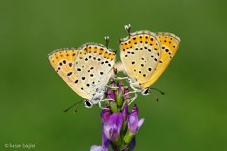 Kk Ate Gzeli (Lycaena thersamon)