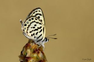 Balkan Kaplan (Tarucus balkanicus)