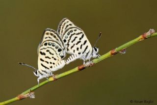 Balkan Kaplan (Tarucus balkanicus)