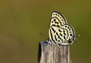 Balkan Kaplan (Tarucus balkanicus)