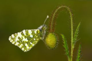 Da Oykls (Euchloe ausonia)