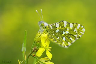 Da Oykls (Euchloe ausonia)