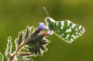 Da Oykls (Euchloe ausonia)