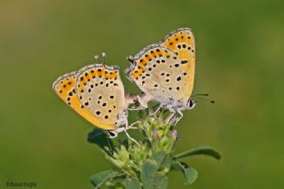 Kk Ate Gzeli (Lycaena thersamon)