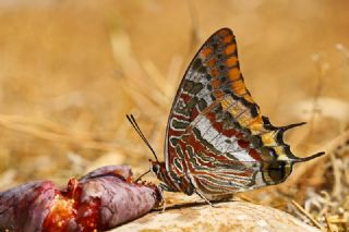 ift Kuyruklu Paa (Charaxes jasius )