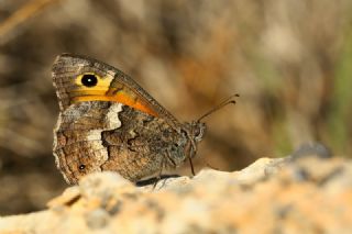 YURTDISI, Kbrs Kzlmelei (Hipparchia cypriensis)