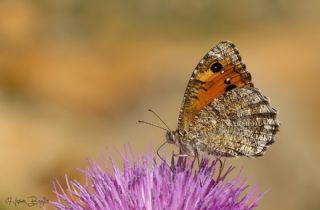 Anadolu Yalanccads (Pseudochazara anthelea)