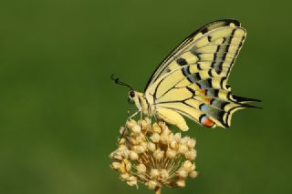 Krlangkuyruk (Papilio machaon)