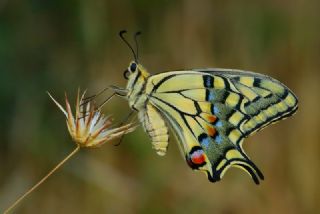 Krlangkuyruk (Papilio machaon)