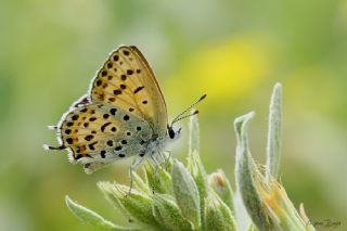 Frat Bakr Gzeli (Margelycaena euphratica )