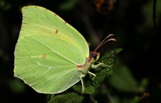 Kleopatra (Gonepteryx cleopatra)
