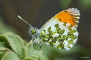 Turuncu Ssl (Anthocharis cardamines)