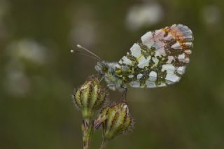 Turuncu Ssl (Anthocharis cardamines)