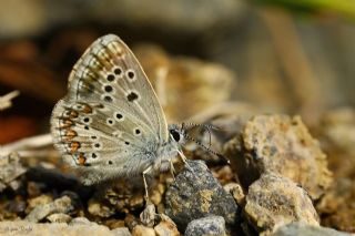 okgzl Teberda Mavisi (Aricia teberdina)