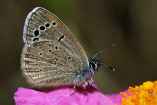 YURTDISI, Baf mavisi (Glaucopsyche paphos)