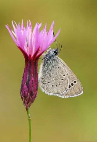 YURTDISI, Baf mavisi (Glaucopsyche paphos)