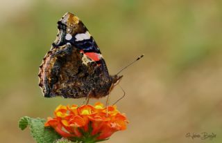 Atalanta (Vanessa atalanta)