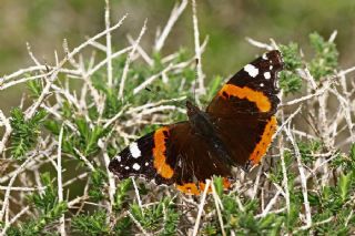 Atalanta (Vanessa atalanta)