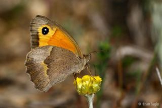 YURTDISI, Kbrs ayr Esmeri (Maniola cypricola)