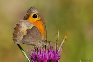 YURTDISI, Kbrs ayr Esmeri (Maniola cypricola)