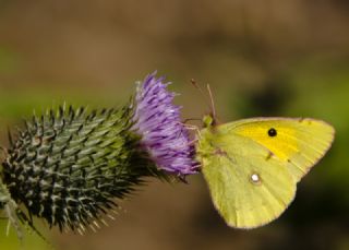 Sar Azamet (Colias croceus)