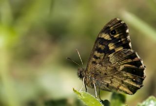 Sar Azamet (Colias croceus)