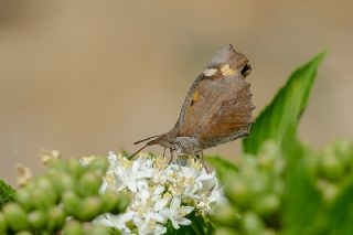 itlembik Kelebei (Libythea celtis)