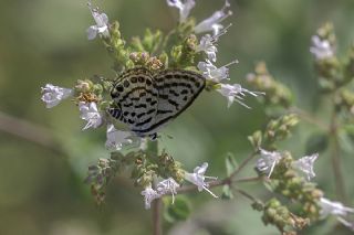 Balkan Kaplan (Tarucus balkanicus)