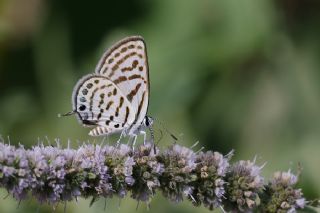 Balkan Kaplan (Tarucus balkanicus)