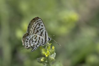 Balkan Kaplan (Tarucus balkanicus)