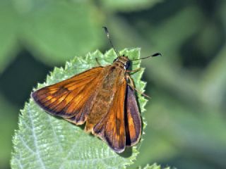 Orman Zpzp (Ochlodes sylvanus)