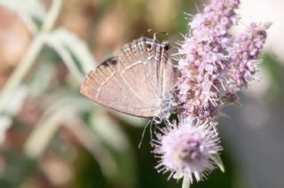 ranl Sevbeni (Satyrium marcidum)
