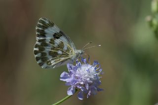 Yeni Beneklimelek (Pontia edusa)