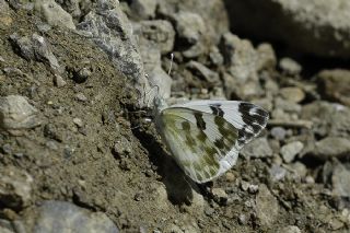 Yeni Beneklimelek (Pontia edusa)