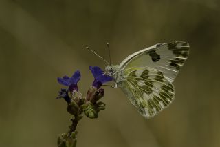 Yeni Beneklimelek (Pontia edusa)