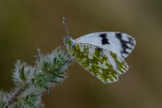 Yeni Beneklimelek (Pontia edusa)