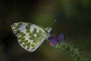 Yeni Beneklimelek (Pontia edusa)