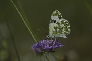 Yeni Beneklimelek (Pontia edusa)