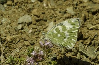 Yeni Beneklimelek (Pontia edusa)