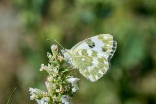 Yeni Beneklimelek (Pontia edusa)