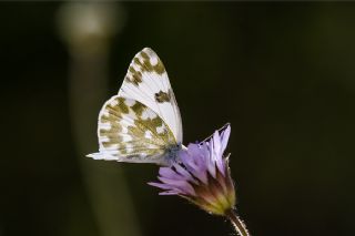 Yeni Beneklimelek (Pontia edusa)
